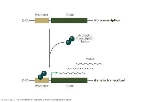 Transcription factor binding to DNA