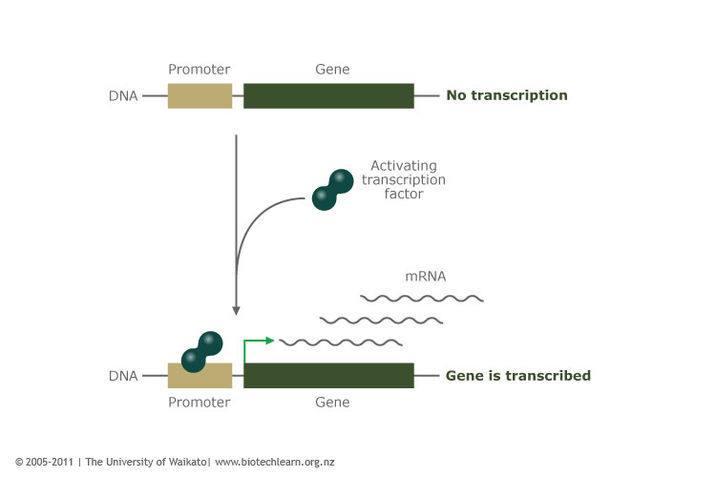 Transcription factor binding to DNA Transcription factor binding to DNA