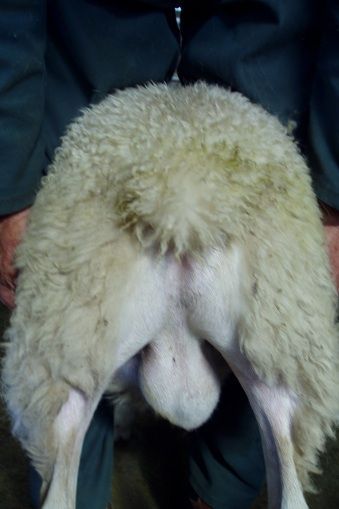 One of the traits of the easy care sheep is a bare backside, which reduces build up of dags. One of the traits of the easy care sheep is a bare backside, which reduces build up of dags.