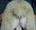 One of the traits of the easy care sheep is a bare backside, which reduces build up of dags. 