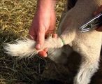 Tail docking helps control dags. 