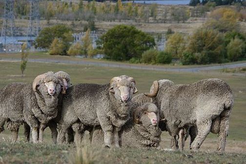 In the 1950s and earlier when wool prices were high, New Zealand sheep were bred to grow as much wool as possible. In the 1950s and earlier when wool prices were high, New Zealand sheep were bred to grow as much wool as possible.