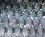 Fish scales