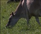 Mining milk