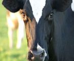Robotic milking