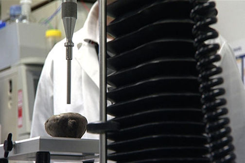 Testing the texture profile of the Tūtaekurī using a texture analyser tells scientists about their processability. Testing the texture profile of the Tūtaekurī using a texture analyser tells scientists about their processability.