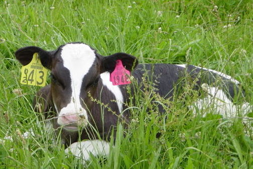 A transgenic calf in the containment facility at AgResearch, Ruakura. Ear tags are used for identification. 