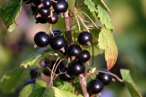 Research has shown that blackcurrants have properties that are beneficial to human health. Research has shown that blackcurrants have properties that are beneficial to human health.