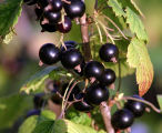 Research has shown that blackcurrants have properties that are beneficial to human health. 