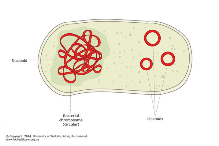 Bacterial DNA. Bacterial DNA.