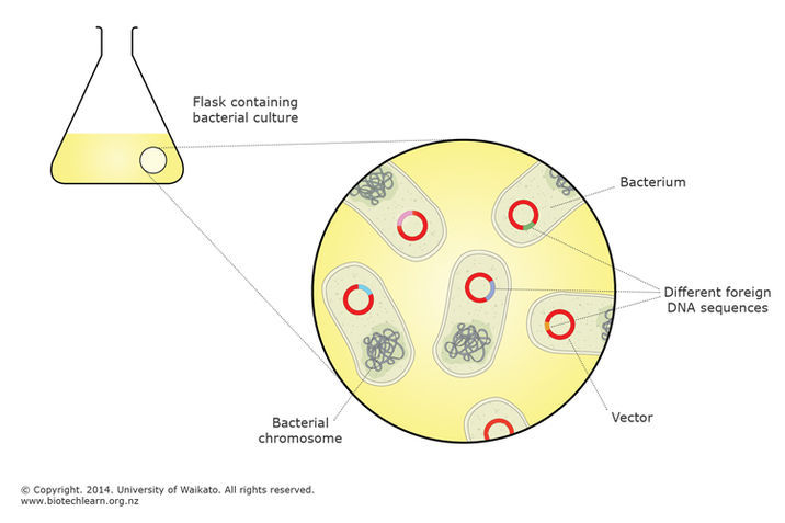 Bacterial library. Bacterial library.