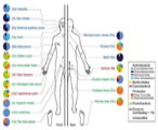 Bacterial populations on the skin. 