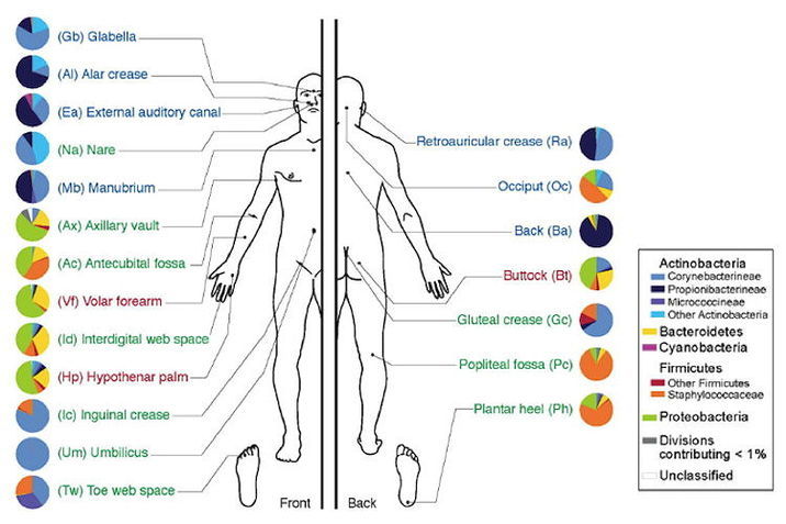 Bacterial populations on the skin. Bacterial populations on the skin.