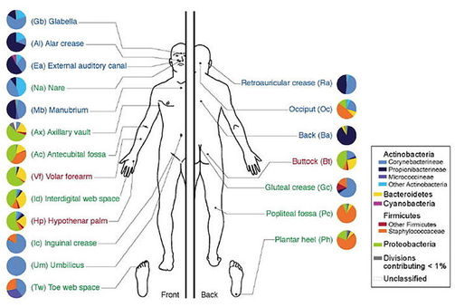 Bacterial populations on the skin. 