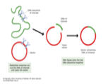 Cloning DNA. 