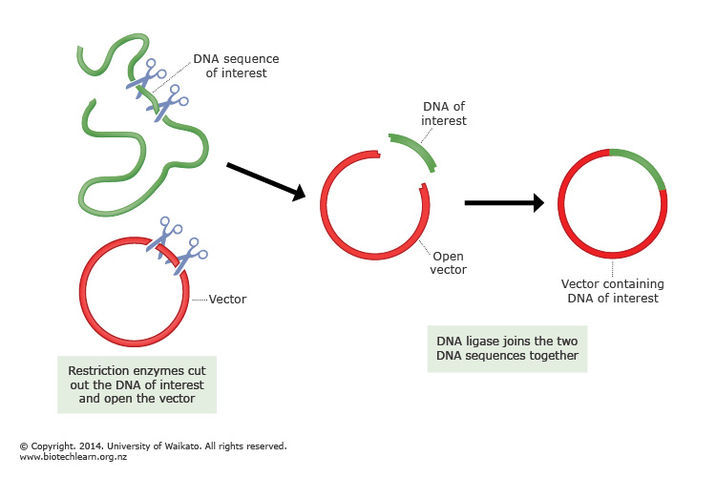 Cloning DNA. Cloning DNA.