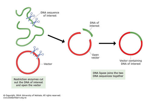 Cloning DNA. 