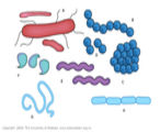 Diverse bacterial shapes. 