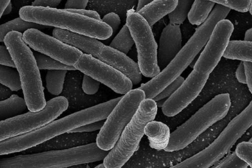 Escherichia coli (E. coli). Escherichia coli (E. coli).