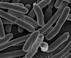 Escherichia coli (E. coli), 