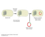 Getting a vector into bacteria. 
