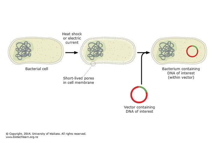 Getting a vector into bacteria. 