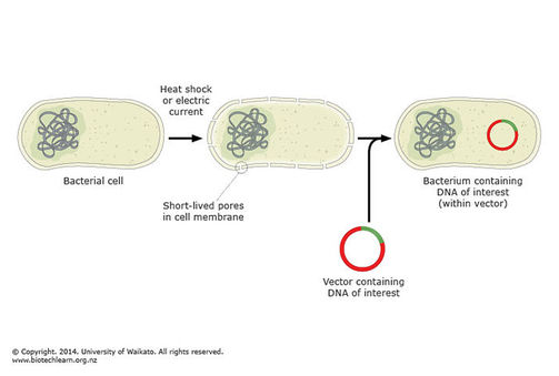 Getting a vector into bacteria. 