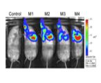 Glowing Mycobacterium in mice. 