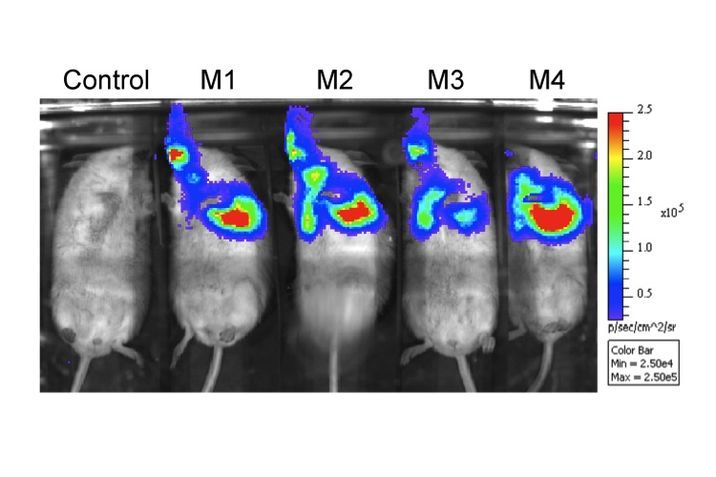 Glowing Mycobacterium in mice. Glowing Mycobacterium in mice.