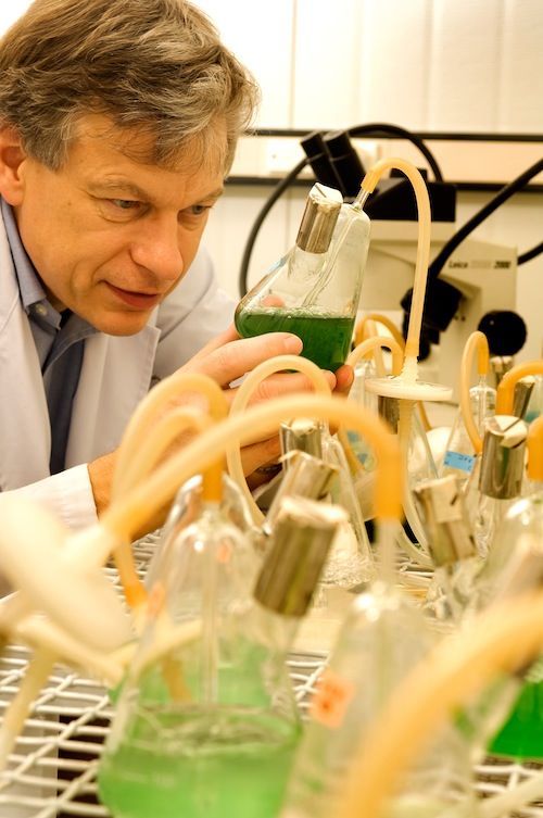 Growing Synechocystis. Growing Synechocystis.