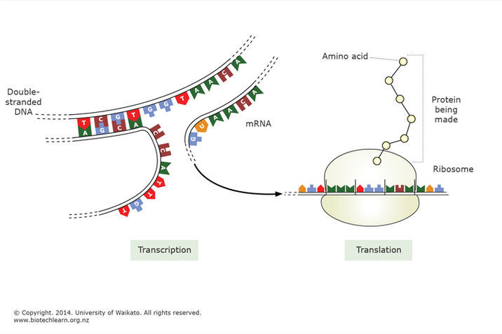 Making a protein. Making a protein.