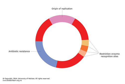 Plasmid vector.