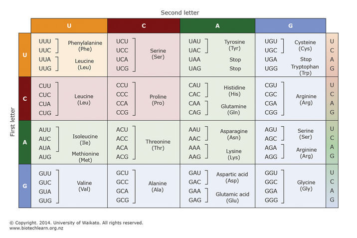 The genetic code. The genetic code.