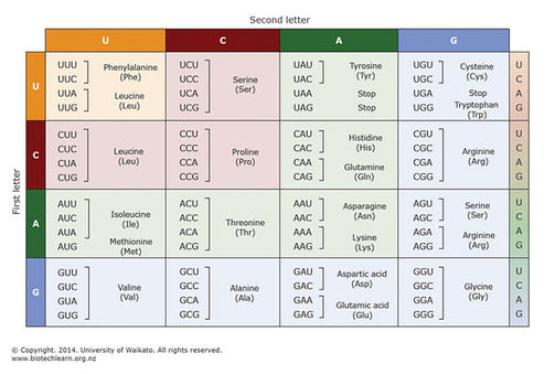 The genetic code. 