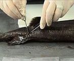 Sequencing shark DNA