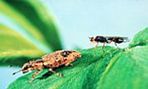 Biocontrol