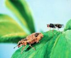 Biocontrol
