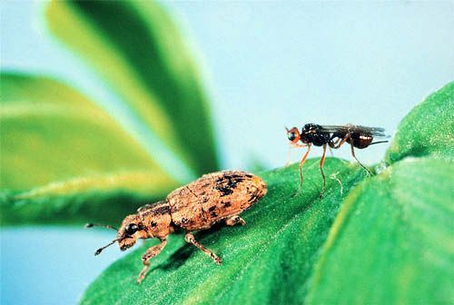 Clover root weevil and a parasitoid wasp