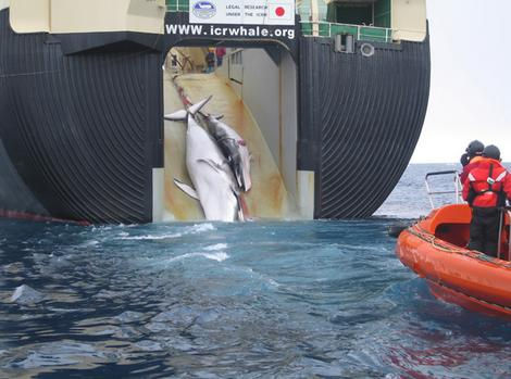 Japanese whaling vessel and protest vessel. 