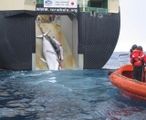 Japanese whaling vessel and protest vessel. 