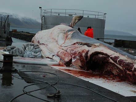 Whale being carved up. 