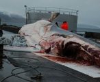 Whale being carved up. 