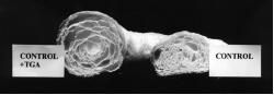 Effects of TGA on croissant pastry Effects of TGA on croissant pastry
