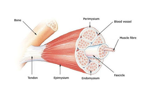 Skeletal muscle structure.