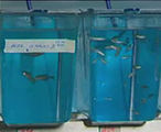 Zebrafish spawning 