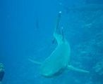 Catching sharks