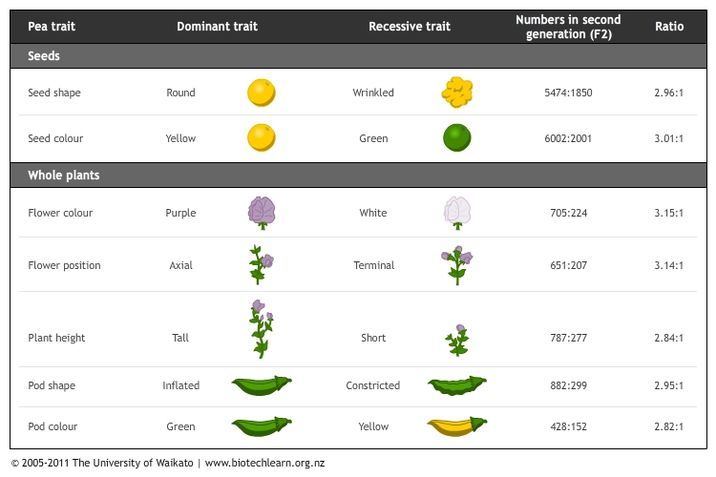 Pea traits studied by Mendel. 